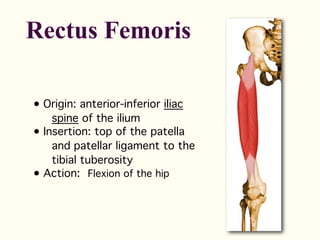 • Origin: anterior-inferior iliac
spine of the ilium
• Insertion: top of the patella
and patellar ligament to the
tibial tuberosity
• Action: Flexion of the hip
Rectus Femoris
 