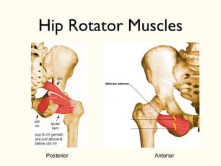 Posterior Anterior
Hip Rotator Muscles
 