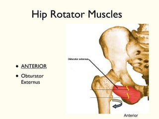 • ANTERIOR
• Obturator
Externus
Anterior
Hip Rotator Muscles
 