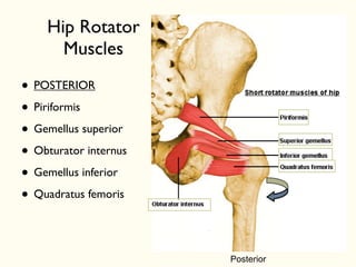 • POSTERIOR
• Piriformis
• Gemellus superior
• Obturator internus
• Gemellus inferior
• Quadratus femoris
Posterior
Hip Rotator
Muscles
 