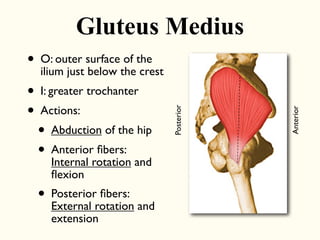 • O: outer surface of the
ilium just below the crest
• I: greater trochanter
• Actions:
• Abduction of the hip
• Anterior fibers:
Internal rotation and
flexion
• Posterior fibers:
External rotation and
extension
Gluteus Medius
Posterior
Anterior
 