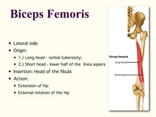 • Lateral side
• Origin:
• 1.) Long head - ischial tuberosity;
• 2.) Short head - lower half of the linea aspera
• Insertion: Head of the fibula
• Action:
• Extension of hip
• External rotation of the hip
Biceps Femoris
 