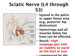 Sciatic Nerve (L4 through 
S3) 
• Injured in the pelvis 
or upper femur area 
(e.g., posterior hip 
dislocation) 
• Hamstrings and all 
muscles below the 
knee can be affected. 
• Result : high 
steppage gait with 
an inability to stand 
on the heel or toes 
• compressed by the 
 