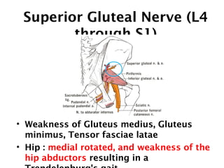 Superior Gluteal Nerve (L4 
through S1) 
• Weakness of Gluteus medius, Gluteus 
minimus, Tensor fasciae latae 
• Hip : medial rotated, and weakness of the 
hip abductors resulting in a 
Trendelenburg's gait. 
 