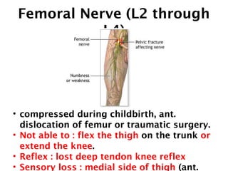 Femoral Nerve (L2 through 
L4) 
• compressed during childbirth, ant. 
dislocation of femur or traumatic surgery. 
• Not able to : flex the thigh on the trunk or 
extend the knee. 
• Reflex : lost deep tendon knee reflex 
• Sensory loss : medial side of thigh (ant. 
 