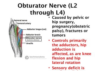 Obturator Nerve (L2 
through L4) 
• Caused by pelvic or 
hip surgery, 
pregnancy(obstetric 
palsy), fractures or 
tumors 
• Controls primarily 
the adductors, hip 
adduction is 
affected, as are knee 
flexion and hip 
lateral rotation 
• Sensory deficit is 
small ; medial part 
 