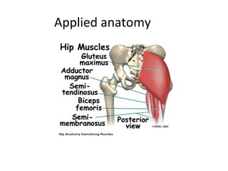 Applied anatomy 
 