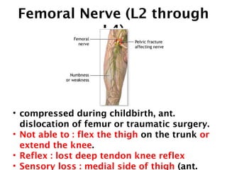 Obturator Nerve (L2 
through L4) 
• Caused by pelvic or 
hip surgery, 
pregnancy(obstetric 
palsy), fractures or 
tumors 
...
