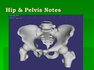 Hip & Pelvis Notes
 