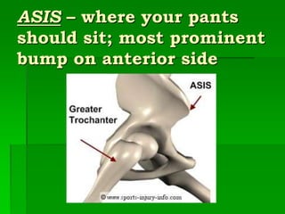 Hipbone_Anatomy and its muscle attachement .ppt