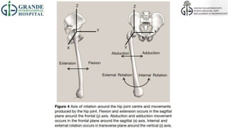 Transverse Hip Rotation Hip - Anatomy and Biomechanics | PPTX