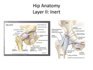 Hip Anatomy
Layer II: Inert
 