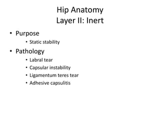 Hip Anatomy
Layer II: Inert
• Purpose
• Static stability
• Pathology
• Labral tear
• Capsular instability
• Ligamentum teres tear
• Adhesive capsulitis
 