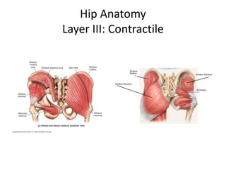 Hip Anatomy
Layer III: Contractile
 