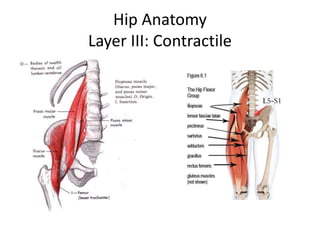 Hip Anatomy
Layer III: Contractile
 