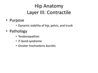 Hip Anatomy
Layer III: Contractile
• Purpose
• Dynamic stability of hip, pelvis, and trunk
• Pathology
• Tendonopathies
• IT band syndrome
• Greater trochanteric bursitis
 
