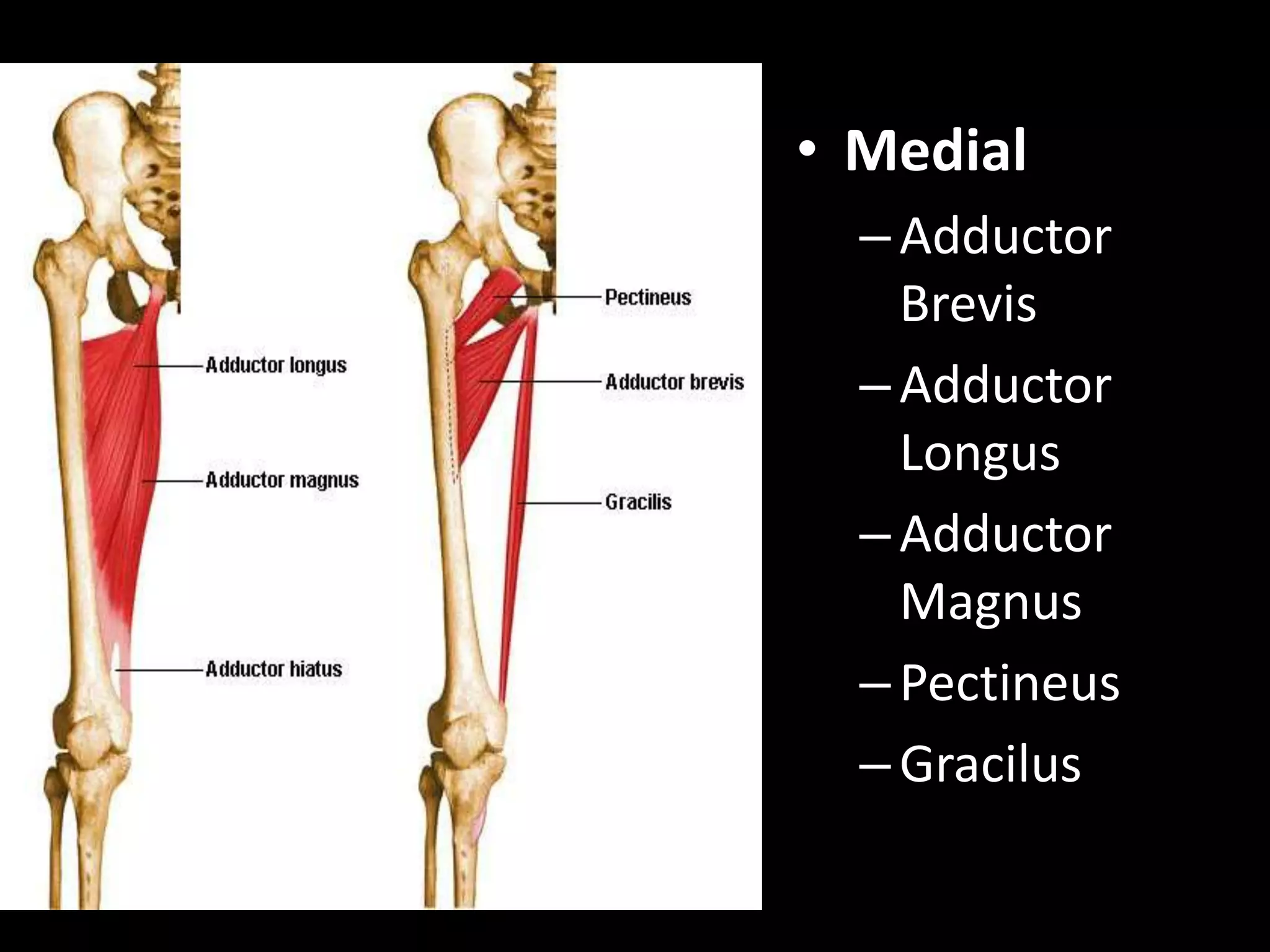 Surgical Approaches to Hip Joint | PPTX