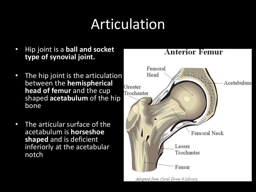 Surgical Approaches to Hip Joint