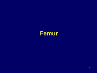 Femur
54
 