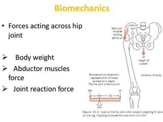 Hip biomechanics | PPTX