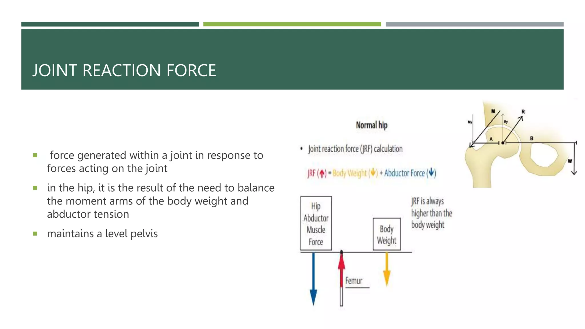 Hip Biomechanics.pptx