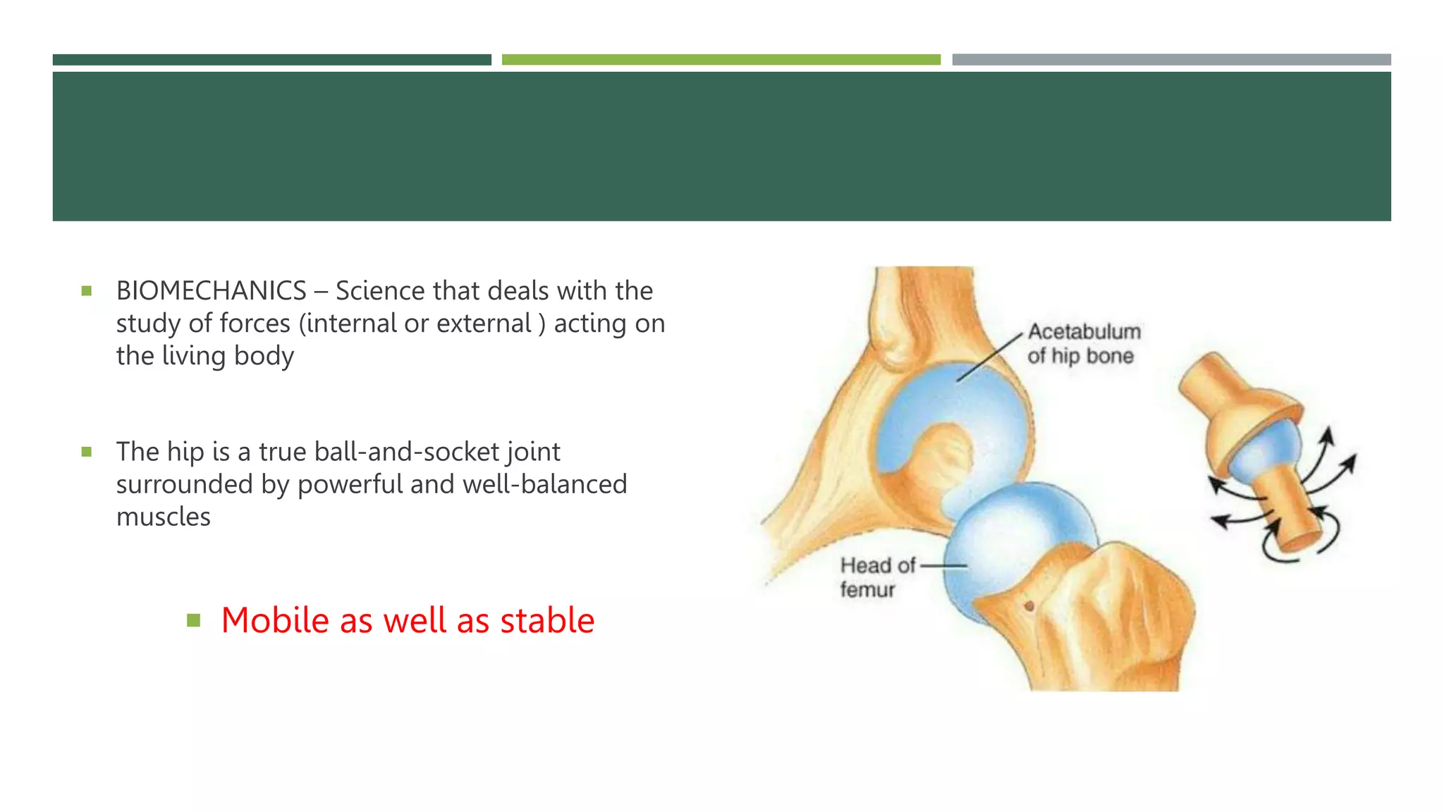 Hip Biomechanics.pptx
