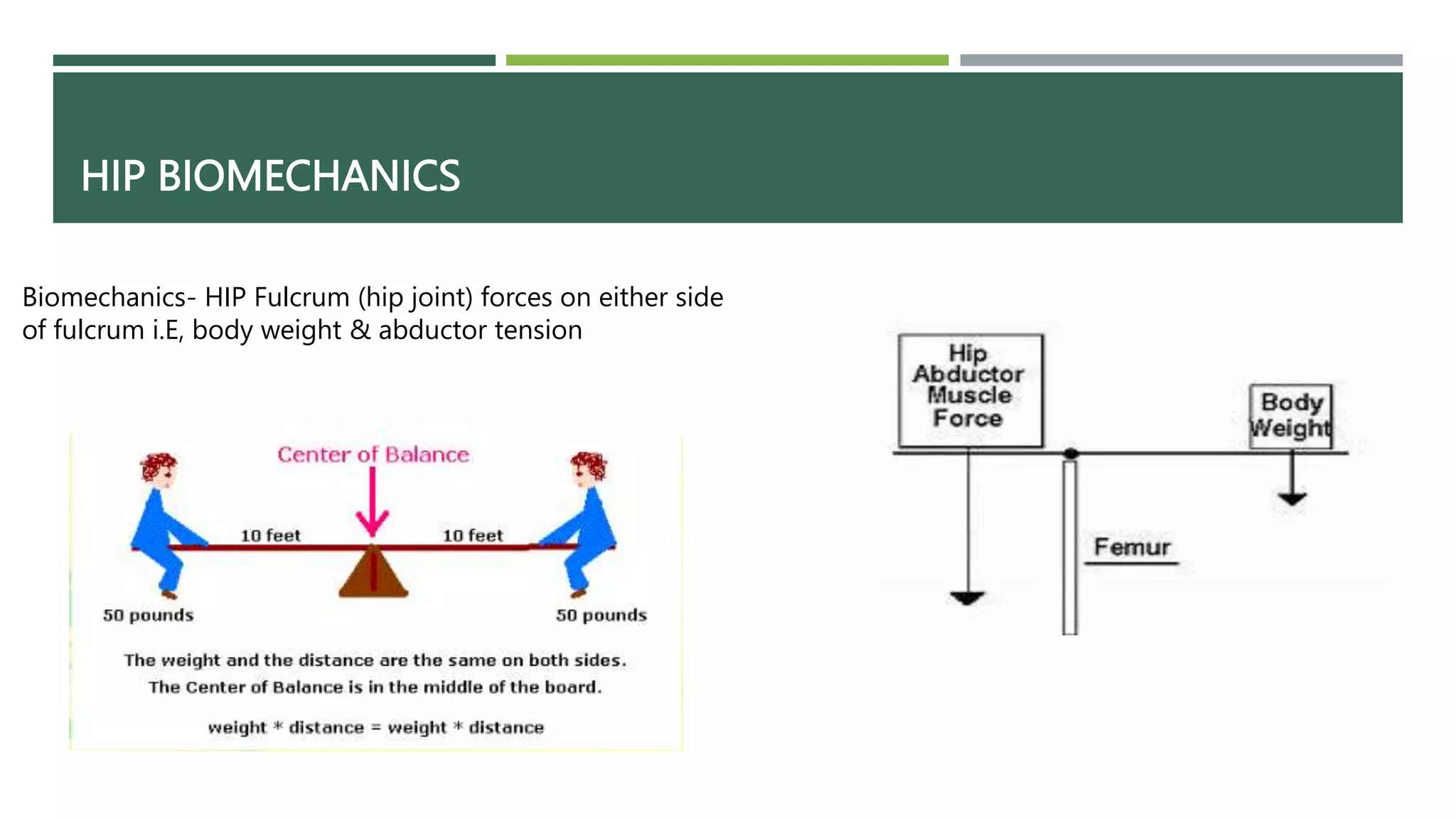 Hip Biomechanics.pptx