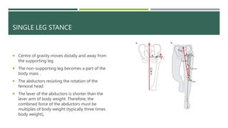 Hip Biomechanics.pptx