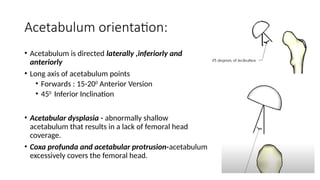 Biomechanics of the Hip - Basic Science.pptx