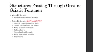 Structures Passing Through Greater
Sciatic Foramen
• Above Piriformis:
 Superior Gluteal Vessels & nerves
• Below Piriformis: (P.I.N and P.I.N.S)
 Posterior cutaneous nerve of thigh
 Inferior gluteal vessels and nerves
 Nerve to quadratus femoris
 Pudendal nerve
 Internal pudendal vessels
 Nerve to obturator internus
 Sciatic nerve
 