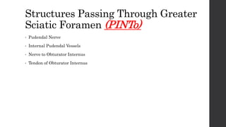 Structures Passing Through Greater
Sciatic Foramen (PINTo)
• Pudendal Nerve
• Internal Pudendal Vessels
• Nerve to Obturator Internus
• Tendon of Obturator Internus
 