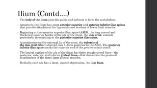 Ilium (Contd....)
• The body of the ilium joins the pubis and ischium to form the acetabulum.
• Anteriorly, the ilium has stout anterior superior and anterior inferior iliac spines
that provide attachment for ligaments and tendons of lower limb muscles.
• Beginning at the anterior superior iliac spine (ASIS), the long curved and
thickened superior border of the ala of the ilium, the iliac crest, extends
posteriorly, terminating at the posterior superior iliac spine.
• A prominence on the external lip of the crest, the tubercle of
the iliac crest (iliac tubercle), lies 5–6 cm posterior to the ASIS. The posterior
inferior iliac spine marks the superior end of the greater sciatic notch.
• The lateral surface of the ala of the ilium has three rough curved lines—the
posterior, anterior, and inferior gluteal lines—that demarcate the proximal
attachments of the three large gluteal muscles.
• Medially, each ala has a large, smooth depression, the iliac fossa
 
