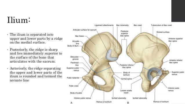 Ilium Anatomy Anatomy Drawing Diagram