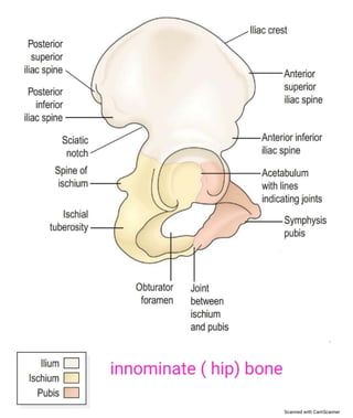 Hip bone