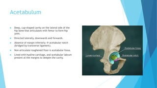 Comprehensive Anatomy of the Hip Bone: Structure and Clinical Insights ...