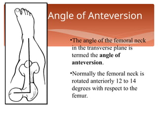 Hip & Developmental Dysplasia of Hip.ppt