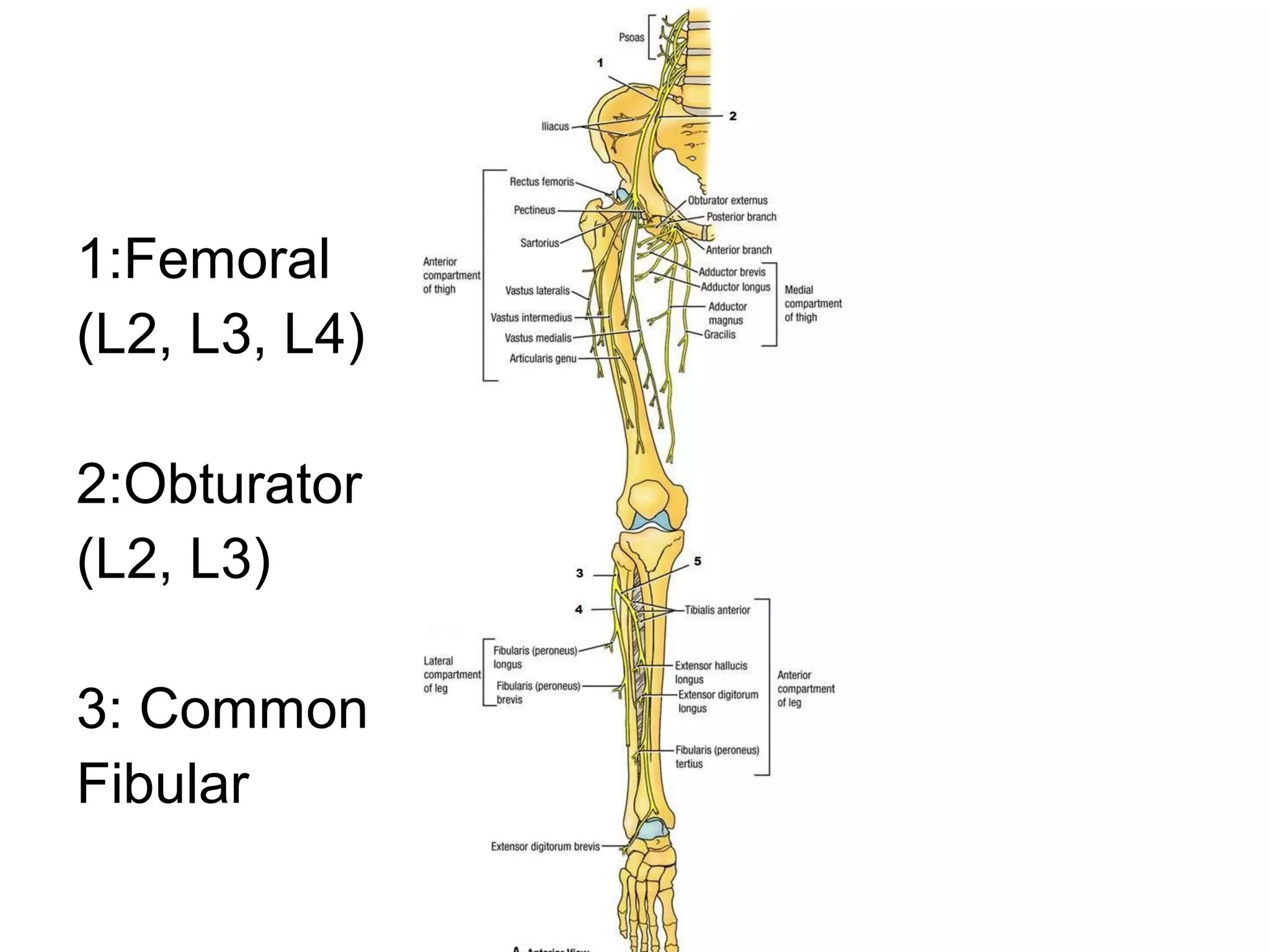 1:Femoral
(L2, L3, L4)
2:Obturator
(L2, L3)
3: Common
Fibular

 
