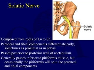 Sciatic Nerve <ul><li>Composed from roots of L4 to S3. </li></ul><ul><li>Peroneal and tibial components differentiate earl...