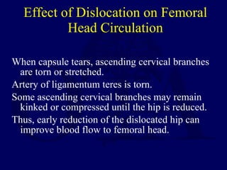 Effect of Dislocation on Femoral Head Circulation <ul><li>When capsule tears, ascending cervical branches are torn or stre...