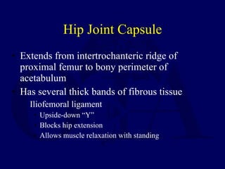 Hip Joint Capsule <ul><li>Extends from intertrochanteric ridge of proximal femur to bony perimeter of acetabulum </li></ul...