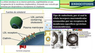 La célula introduce en su interior partículas, englobándolas en una
invaginación de la membrana citoplasmática, formando una vesícula que
terminan por desprenderse e incorporarse al citoplasma.
Tipo de endocitosis, por el cual la
célula incorpora macromoléculas
reconocidas por sus receptores de
membrana específicos (proteínas
transmembrana).
 
