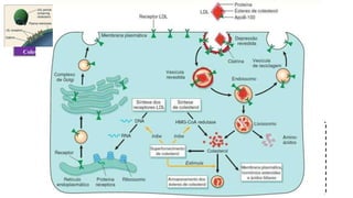 Ester de
Colesterol
Apoproteina B-100
Colesterol
Fosfolípido
LDL
 