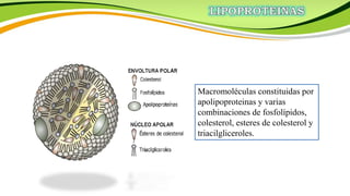 Macromoléculas constituidas por
apolipoproteinas y varias
combinaciones de fosfolípidos,
colesterol, esteres de colesterol y
triacilgliceroles.
 