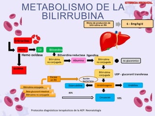 Circulación
Protocolos diagnósticos terapéuticos de la AEP: Neonatología
Eritrocitos
Hemo CO
Bilirrubina
no conjugada
Albumina Bilirrubina
no conjugada
Hemo oxidasa
Biliverdina
Biliverdina reductasa
Ac glucoronico
ligandina
Ritmo de producción de
bilirrubina en RN
6 – 8mg/kg/d
GLOBINA
Estercobilina
80%
18%
25%
Bilirrubina conjugada
Beta glucoronil intestinal
Bilirrubina no conjugada
Urobilinogeno Urobilina
Bilirrubina
conjugada UDP – glucoronil transferasa
Acción
bacteriana
Escasa
en RN
METABOLISMO DE LA
BILIRRUBINA
 