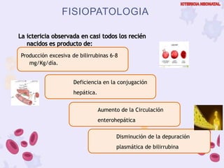 Deficiencia en la conjugación
hepática.
Disminución de la depuración
plasmática de bilirrubina
Producción excesiva de bilirrubinas 6-8
mg/Kg/día.
Aumento de la Circulación
enterohepática
FISIOPATOLOGIA
 