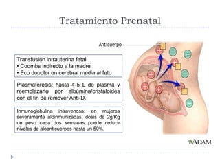 Tratamiento Prenatal
Transfusión intrauterina fetal
• Coombs indirecto a la madre
• Eco doppler en cerebral media al feto
...