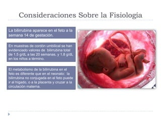 Consideraciones Sobre la Fisiología
La bilirrubina aparece en el feto a la
semana 14 de gestación.
En muestras de cordón u...