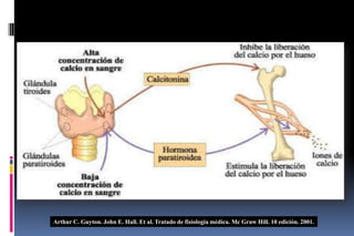 Arthur C. Guyton. John E. Hall. Et al. Tratado de fisiología médica. Mc Graw Hill. 10 edición. 2001.
 