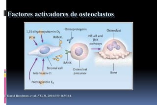 Factores activadores de osteoclastos
G David Roodman, et al. NEJM. 2004;350:1655-64.
 