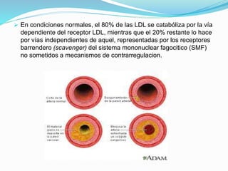  En condiciones normales, el 80% de las LDL se catabóliza por la vía
dependiente del receptor LDL, mientras que el 20% restante lo hace
por vías independientes de aquel, representadas por los receptores
barrendero (scavenger) del sistema mononuclear fagocitico (SMF)
no sometidos a mecanismos de contrarregulacion.
 